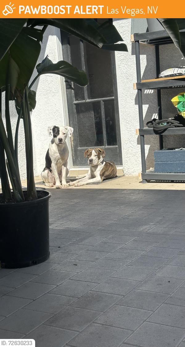 Found/Stray Female Dog last seen Jones and Desert Inn , Las Vegas, NV 89146