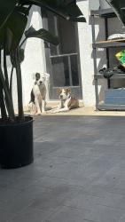 Found/Stray Female Dog last seen Jones and Desert Inn , Las Vegas, NV 89146
