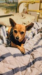 Lost Male Dog last seen Monterey St and Gary lane, Madera, CA 93637