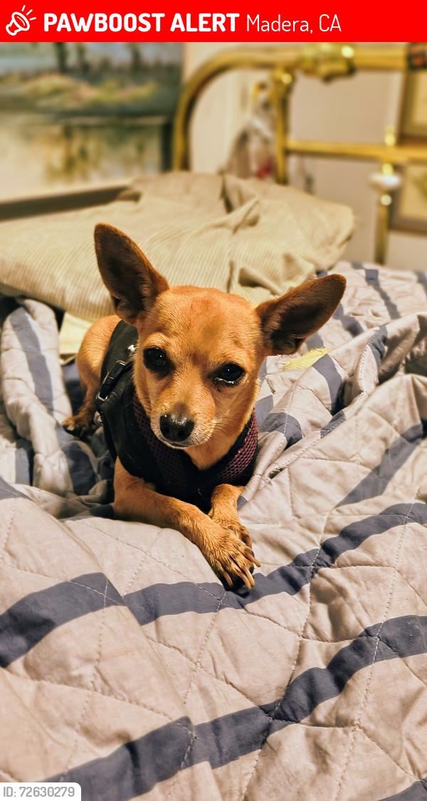 Lost Male Dog last seen Monterey St and Gary lane, Madera, CA 93637