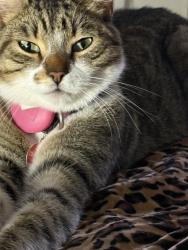 Lost Male Cat last seen Pershing , Orangevale, CA 95662