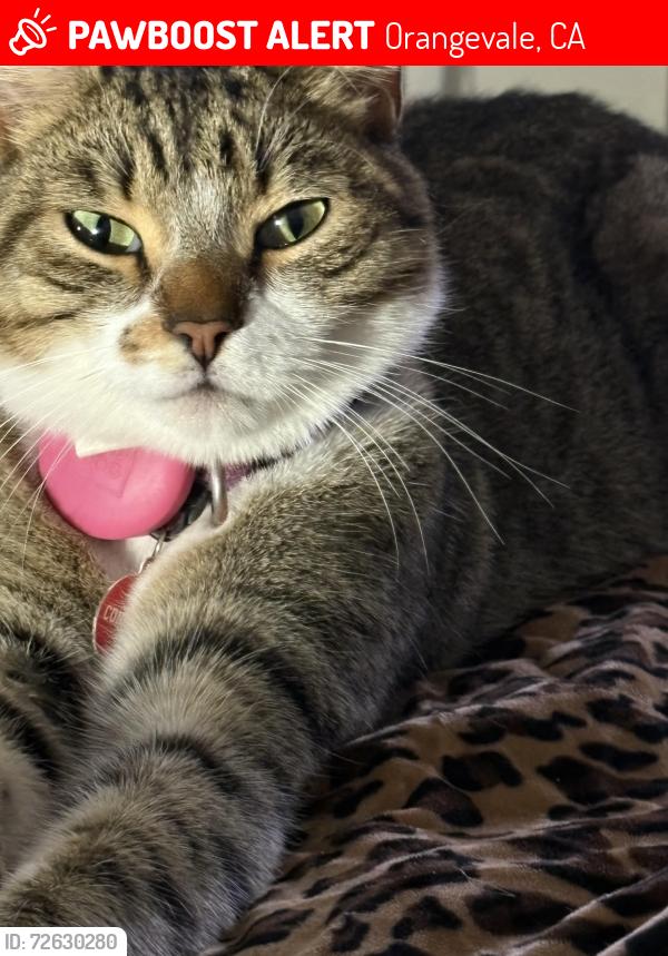 Lost Male Cat last seen Pershing , Orangevale, CA 95662
