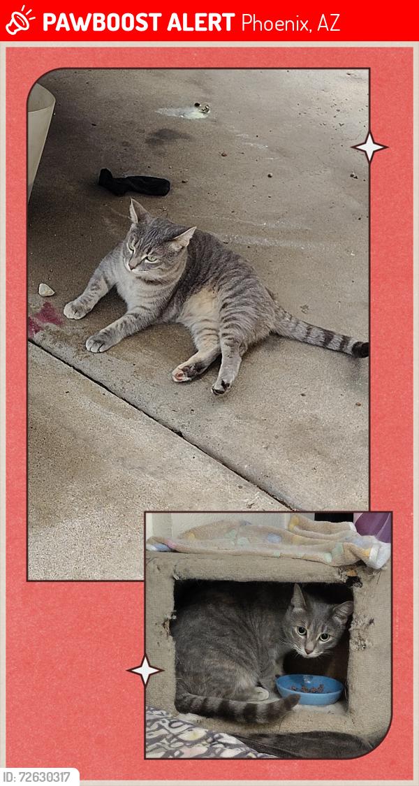 Lost Female Cat last seen 19th Ave and bell road, on the wall in between Kohl's and the Toyota dealership , Phoenix, AZ 85023