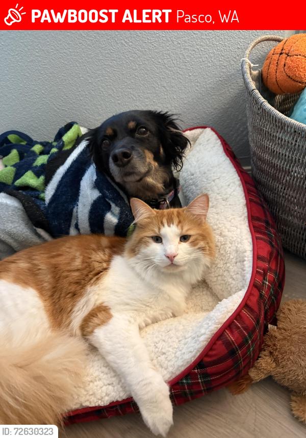 Lost Male Cat last seen Sandifur , Pasco, WA 99301