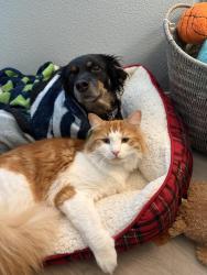 Lost Male Cat last seen Sandifur , Pasco, WA 99301