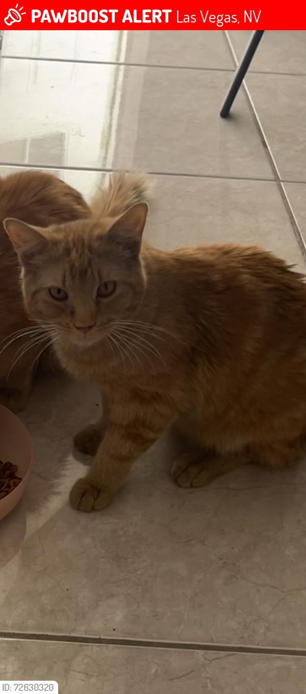Lost Male Cat last seen eastern and okey, Las Vegas, NV 89104