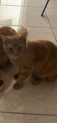 Lost Male Cat last seen eastern and okey, Las Vegas, NV 89104