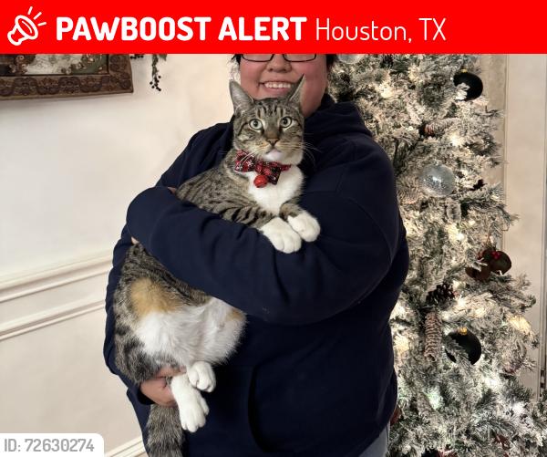 Lost Male Cat last seen Myrtle st , Houston, TX 77087