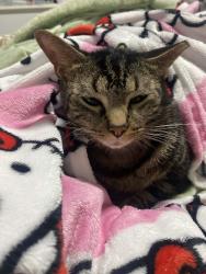 Lost Male Cat last seen north socrum loop, Lakeland, FL 33809