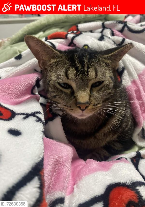Lost Male Cat last seen north socrum loop, Lakeland, FL 33809