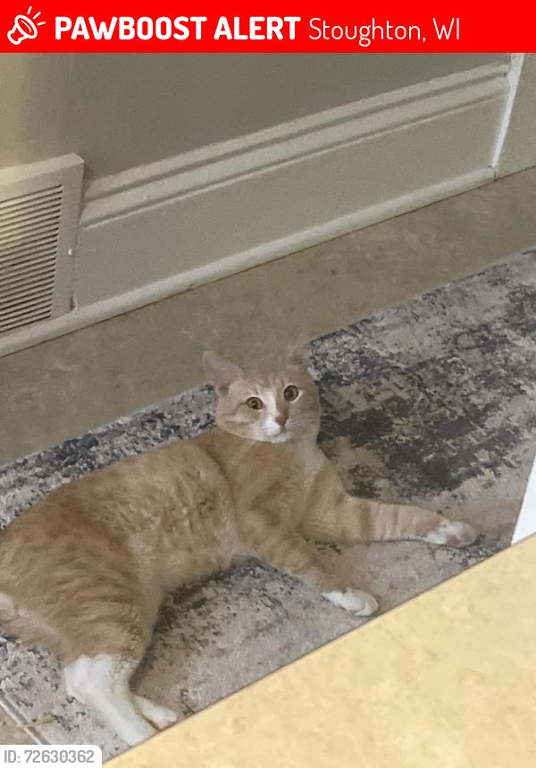 Lost Male Cat last seen Oak rd stoughton wis, Stoughton, WI 53589