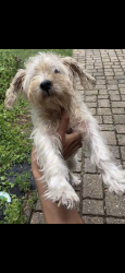 Lost Male Dog last seen Church Road & South Cobb, Smyrna, GA 30080