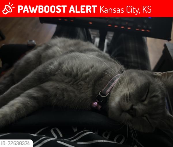 Lost Female Cat last seen N 79th st stover lane, Kansas City, KS 66109