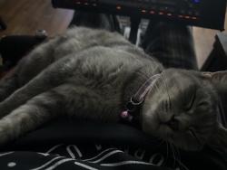 Lost Female Cat last seen N 79th st stover lane, Kansas City, KS 66109