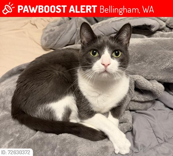 Lost Male Cat last seen Birnam Wood apmts , Bellingham, WA 98225