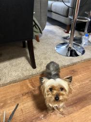 Lost Female Dog last seen West end of Allentown , Allentown, PA 18104