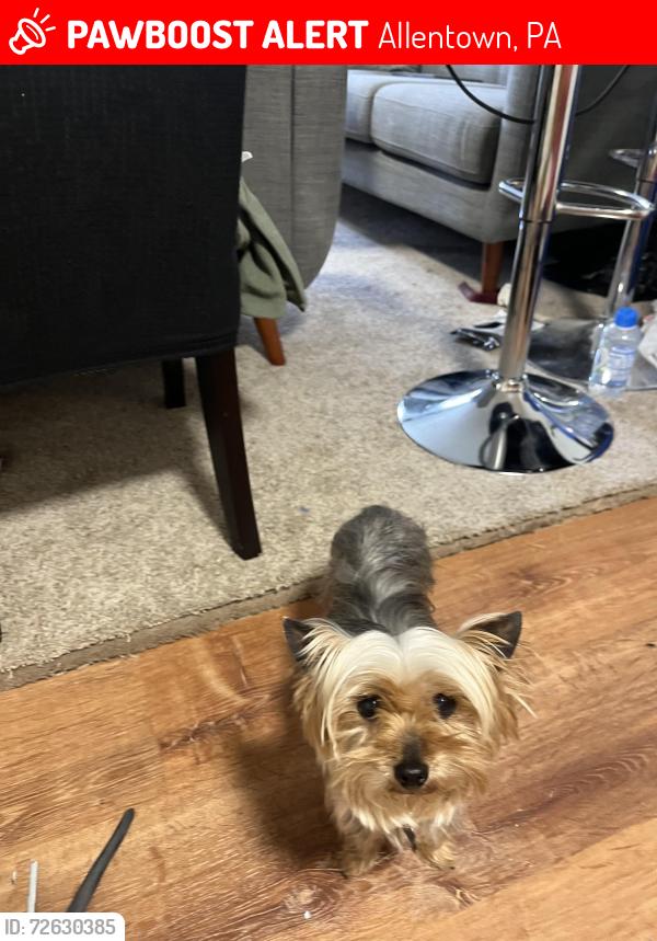 Lost Female Dog last seen West end of Allentown , Allentown, PA 18104