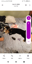 Lost Male Cat last seen Near  42st NW, Mincheou area, Edmonton, AB T6B 3R6