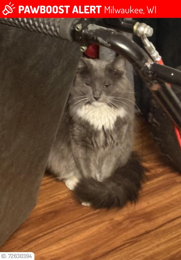 Lost Female Cat last seen And 5 st, Milwaukee, WI 53204