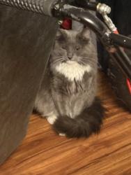 Lost Female Cat last seen And 5 st, Milwaukee, WI 53204