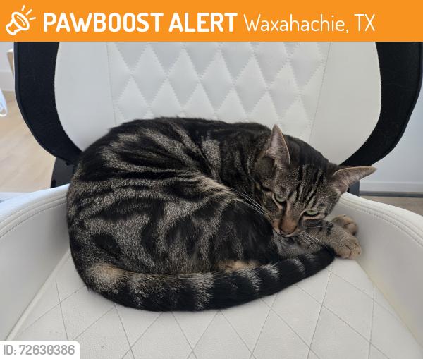 Found/Stray Unknown Cat last seen Garden Valley Parkway, Waxahachie, TX 75165