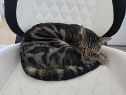 Found/Stray Unknown Cat last seen Garden Valley Parkway, Waxahachie, TX 75165