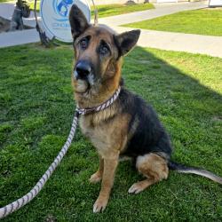 Found/Stray Female Dog last seen Near Cherry Ave, Long Beach, CA 90807, Long Beach, CA 90807