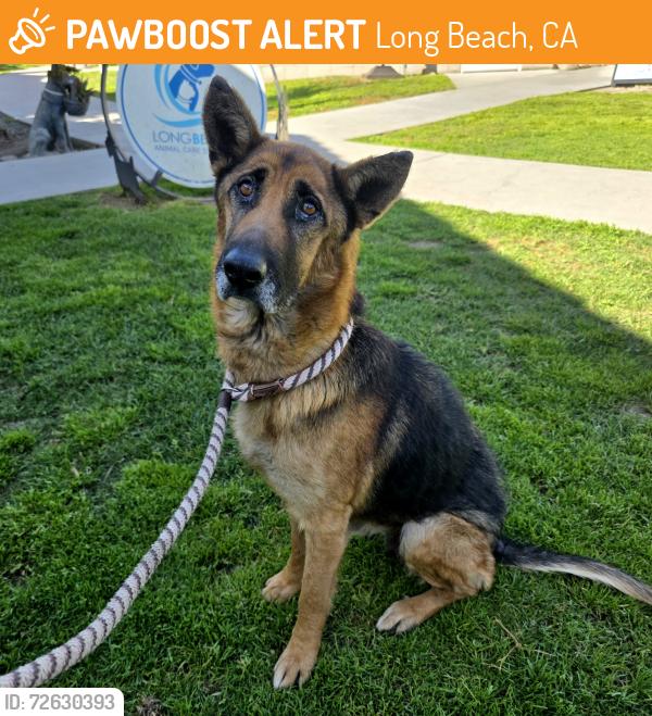 Found/Stray Female Dog last seen Near Cherry Ave, Long Beach, CA 90807, Long Beach, CA 90807
