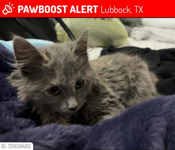 Lost Female Cat last seen 34th & Milwaukee , Lubbock, TX 79407