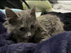 Lost Female Cat last seen 34th & Milwaukee , Lubbock, TX 79407