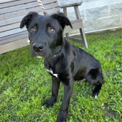 Found/Stray Male Dog last seen Near Pacific Ave, Long Beach, CA 90806, Long Beach, CA 90806