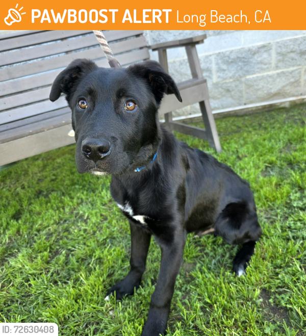 Found/Stray Male Dog last seen Near Pacific Ave, Long Beach, CA 90806, Long Beach, CA 90806