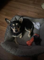 Lost Male Dog last seen  Belmont farms dr, Henry County, GA 30294