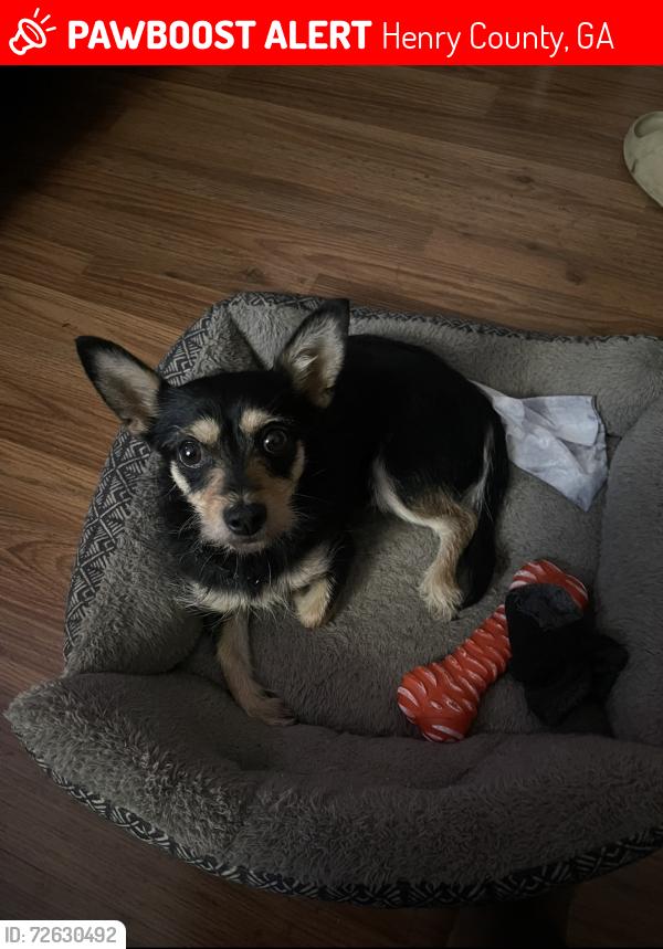 Lost Male Dog last seen  Belmont farms dr, Henry County, GA 30294