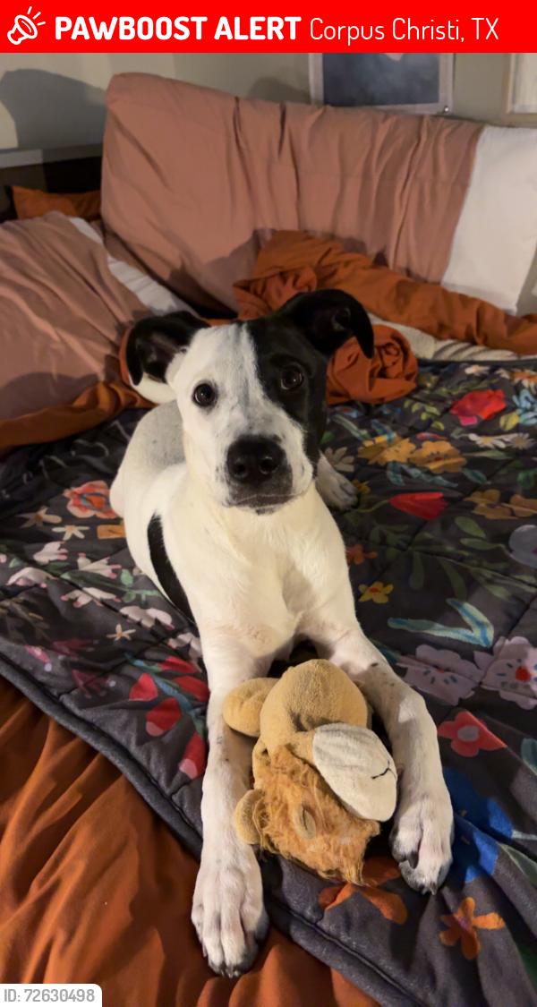 Lost Female Dog last seen Newport Pass Road, Corpus Christi, TX 78418