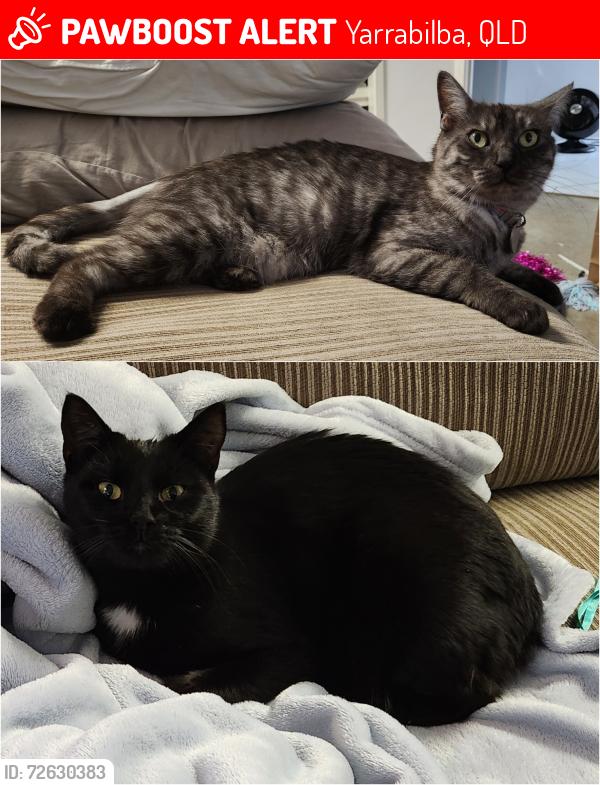 Lost Female Cat last seen Latham St, Across from San Damiano College, Yarrabilba, QLD 4207