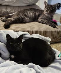 Lost Female Cat last seen Latham St, Across from San Damiano College, Yarrabilba, QLD 4207