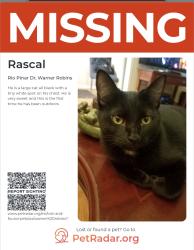 Lost Male Cat last seen Smithfield church road, Warner Robins, GA 31088