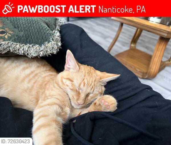 Lost Male Cat last seen Residence on West Broad St, Nanticoke, PA 18634