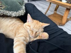 Lost Male Cat last seen Residence on West Broad St, Nanticoke, PA 18634