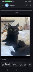 Lost Female Cat last seen Hurricane Shoals , Lawrenceville, GA 30046