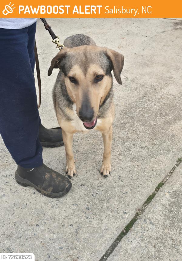 Found/Stray Male Dog last seen Enon Church Rd, Salisbury, NC 28144