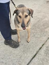 Found/Stray Male Dog last seen Enon Church Rd, Salisbury, NC 28144