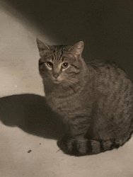 Found/Stray Unknown Cat last seen Seawind Way, Newark, CA 94560