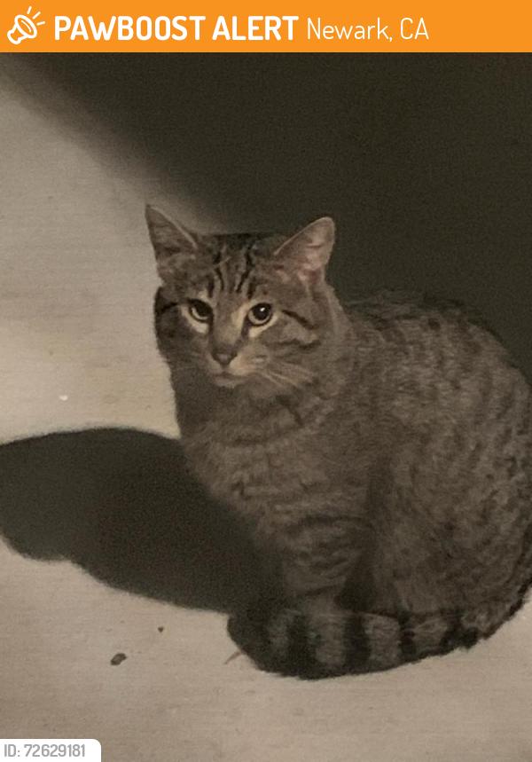 Found/Stray Unknown Cat last seen Seawind Way, Newark, CA 94560