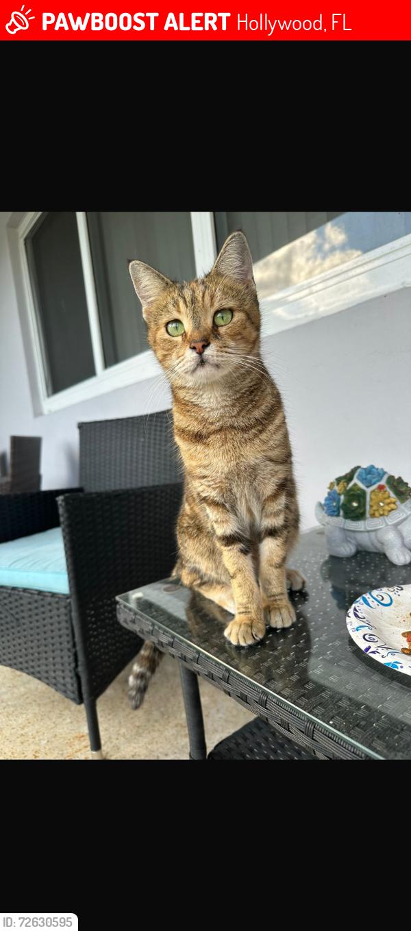 Lost Female Cat last seen Van Buren St , Hollywood, FL 33021