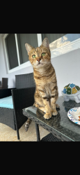 Lost Female Cat last seen Van Buren St , Hollywood, FL 33021