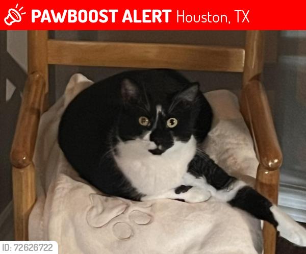 Lost Female Cat last seen Mystic Ridge ct Blue stone edge and Adobe Ridge lane, Houston, TX 77089