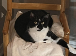 Lost Female Cat last seen Mystic Ridge ct Blue stone edge and Adobe Ridge lane, Houston, TX 77089