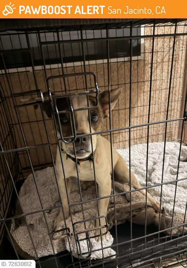 Found/Stray Female Dog last seen 7th Street & Grand in field by the mobile s, San Jacinto, CA 92582